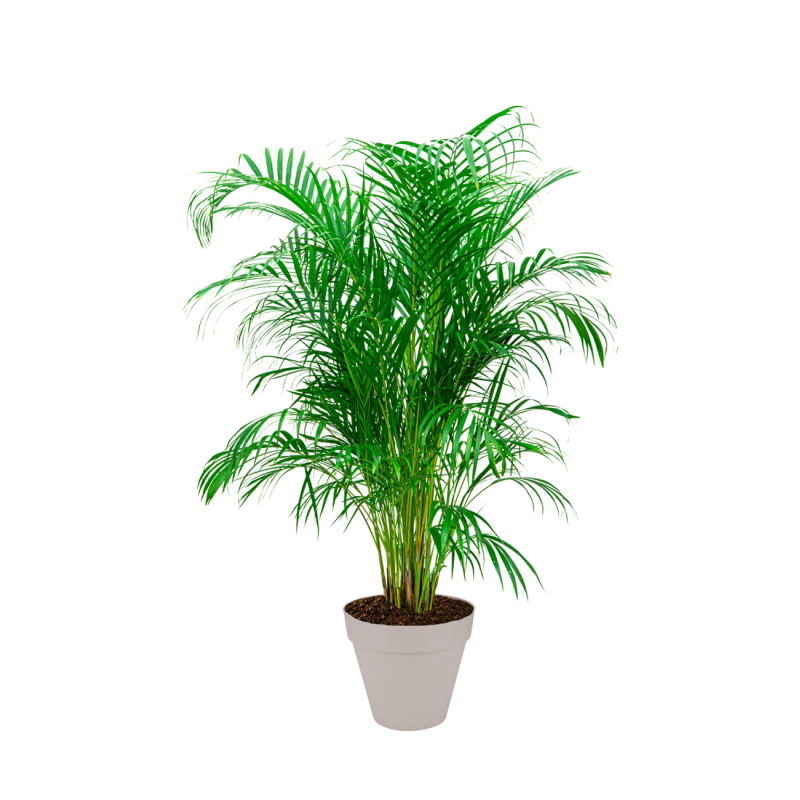 Areca Lutescens in Urban Loft beige