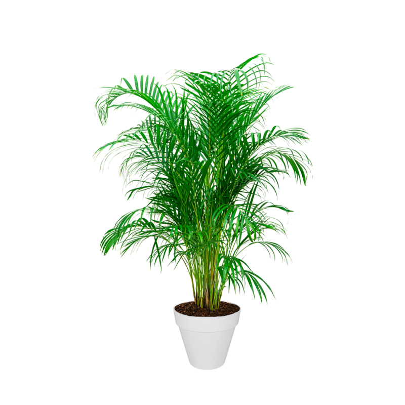 Areca Lutescens large in Urban Loft wit