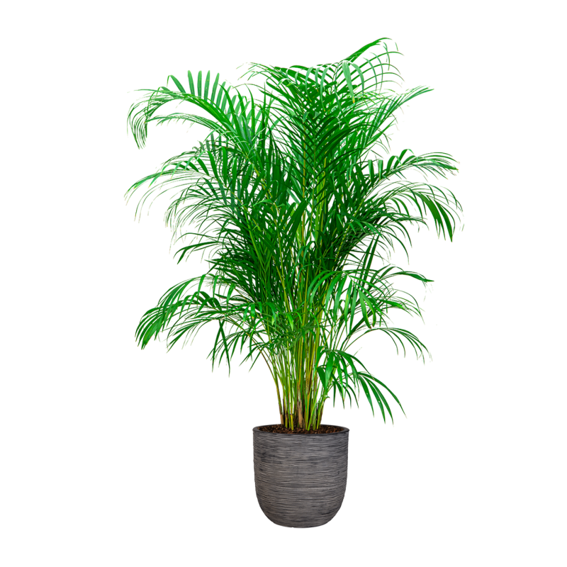 Areca Lutescens in Nature Rib Egg Planter antraciet