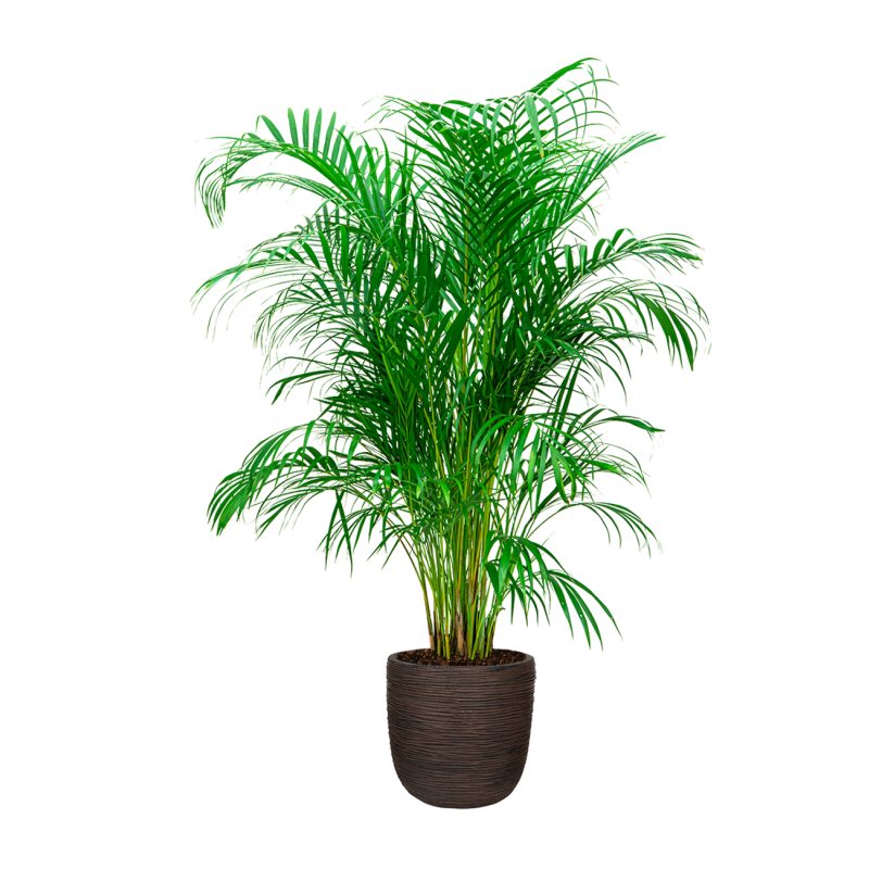 Areca Lutescens in Nature Rib Egg Planter bruin