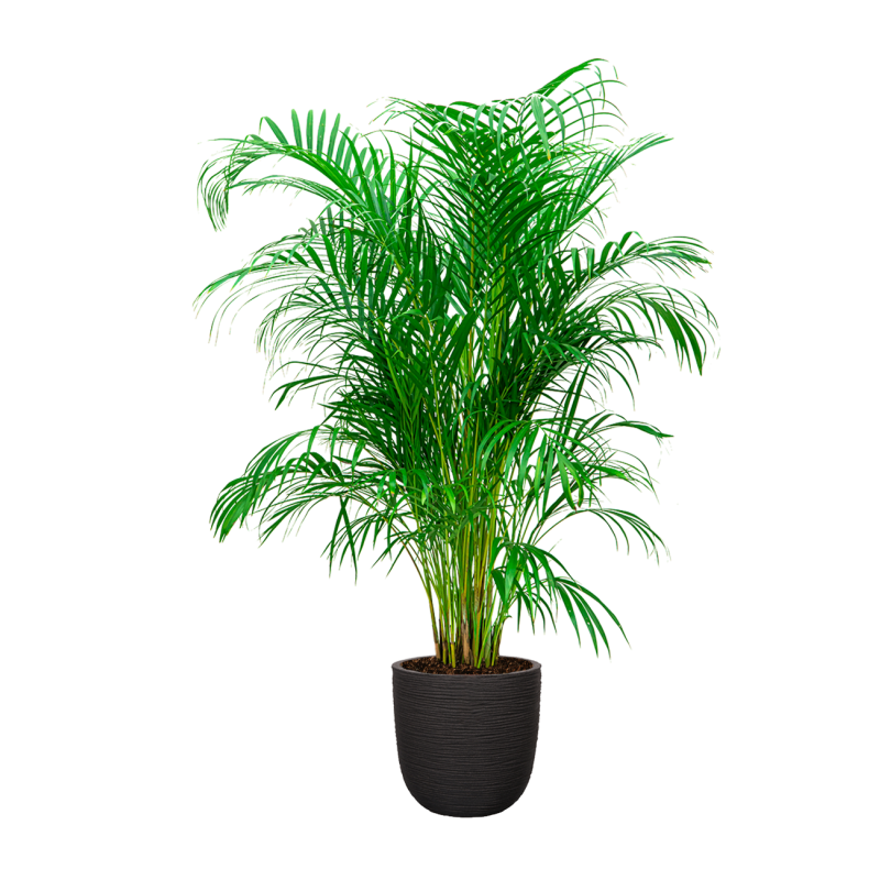 Areca Lutescens in Nature Rib Egg Planter zwart