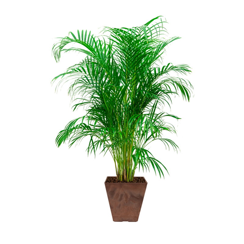 Areca Lutescens in Artstone Ella bruin