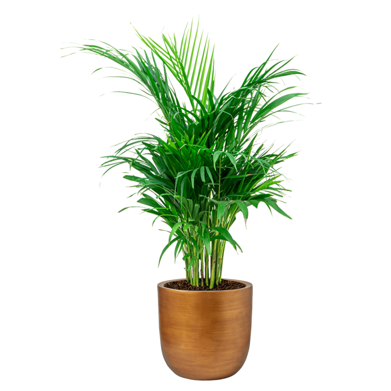 Areca Lutescens in Lux Retro Egg goud