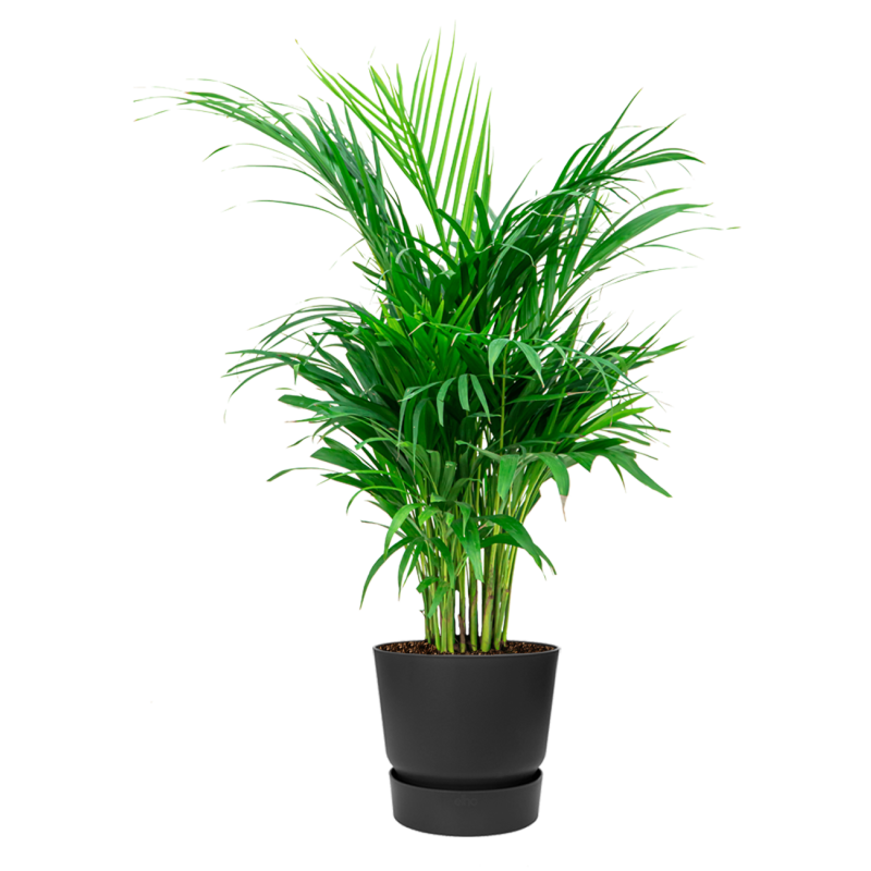 Areca Lutescens in Elho Greenville zwart