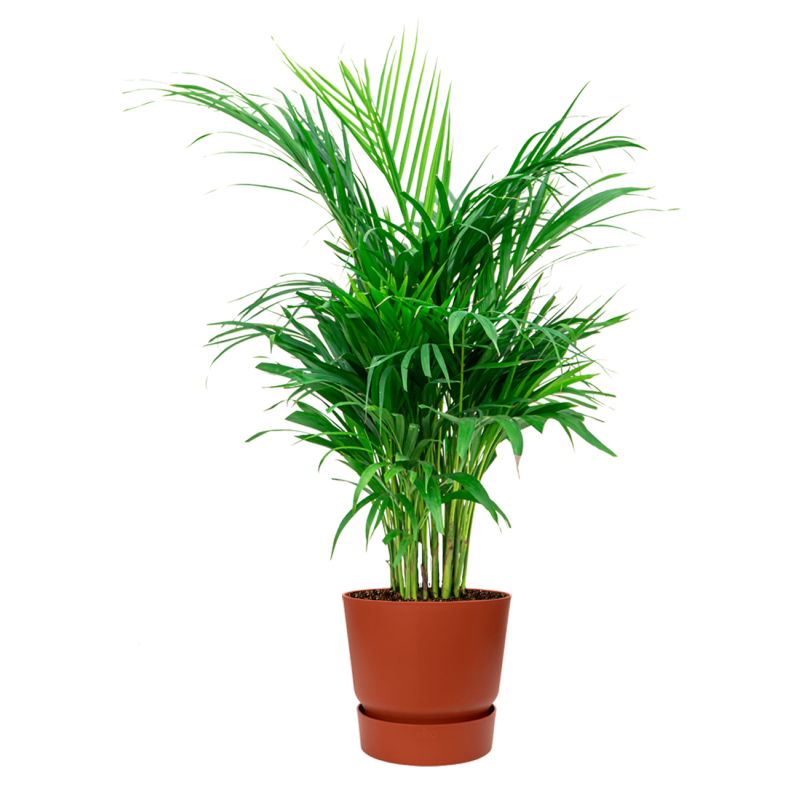 Areca Lutescens in Elho Greenville bruin