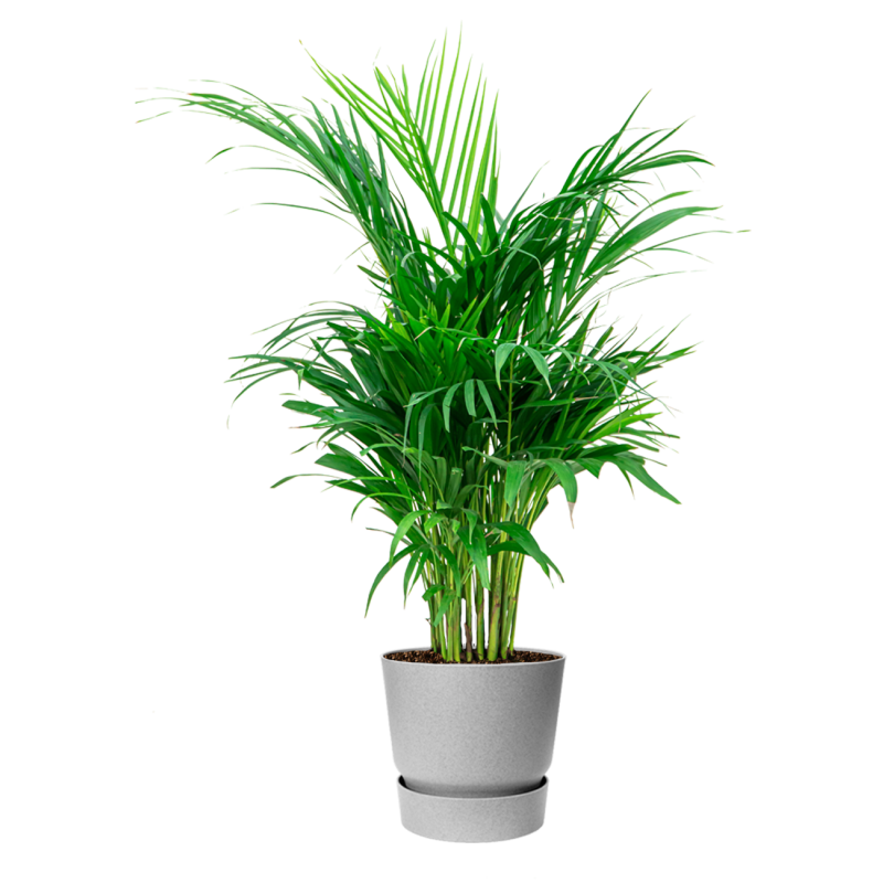 Areca Lutescens in Elho Greenville grijs