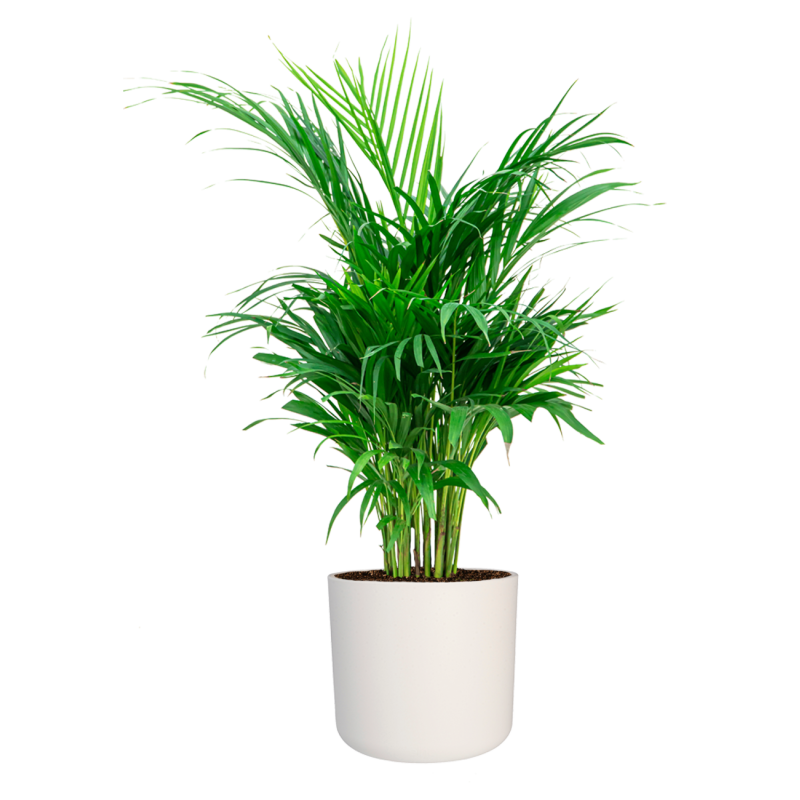 Areca Lutescens in Elho Soft wit