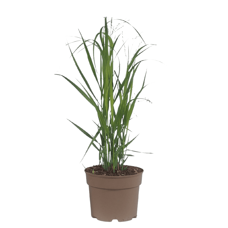 Panicum Heavy Metal - 6 stuks