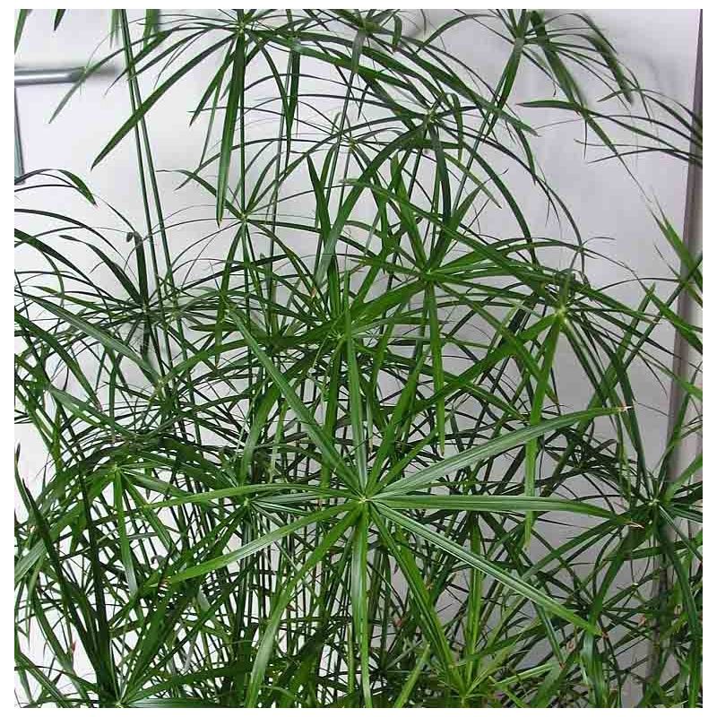 Cyperus Alternifolius