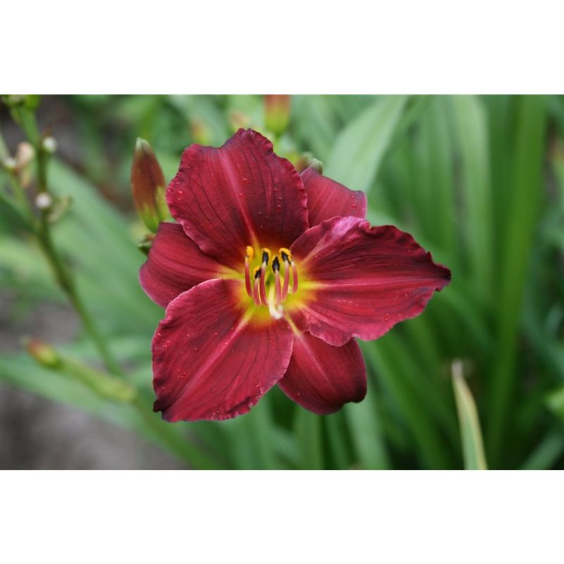 Hemerocallis Pardon Me - 6 stuks