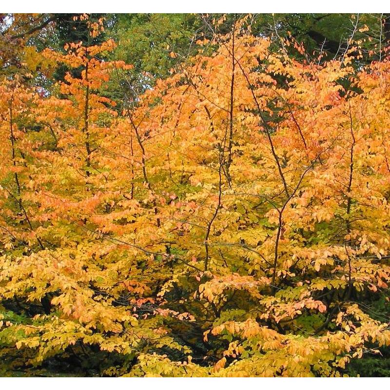 Parrotia Persica - leiboom