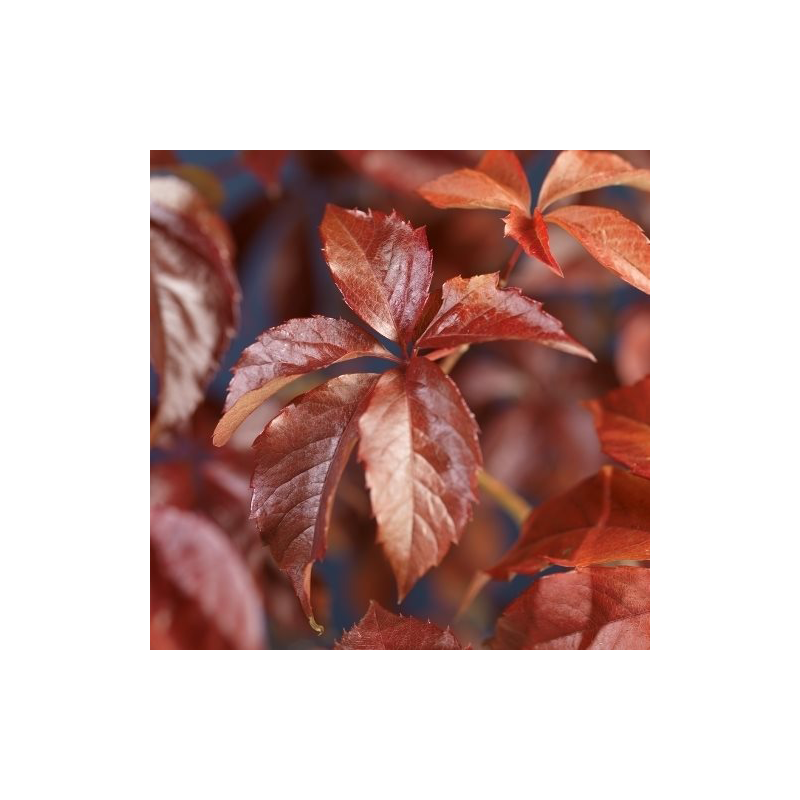 Parthenocissus quinquefolia