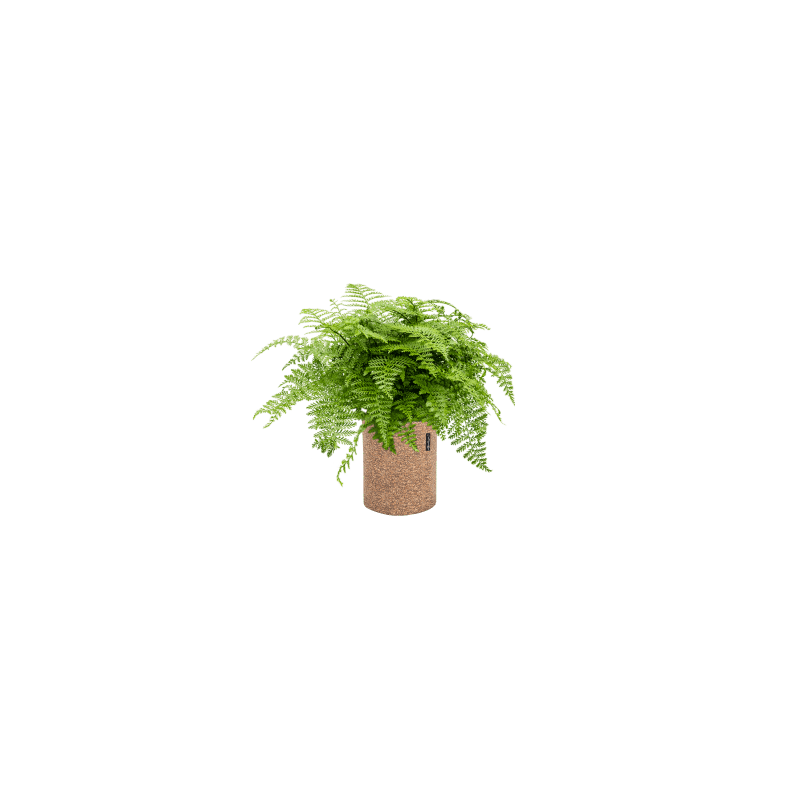 Asplenium Parvati 