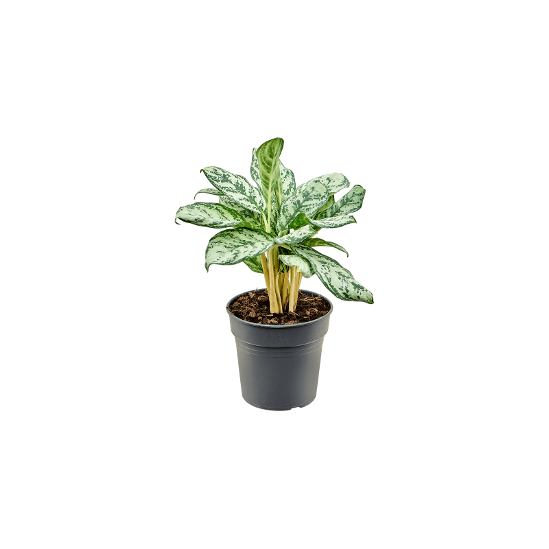 Aglaonema Patricia