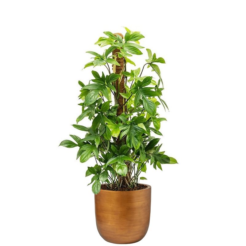 Philodendron Pedatum in Lux Retro Egg goud