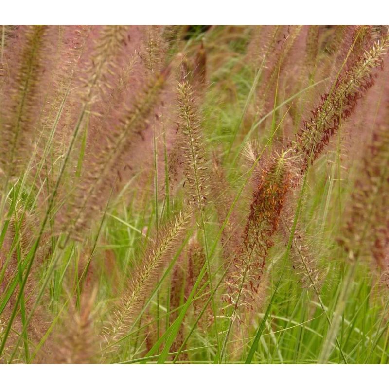 Pennisetum Hameln - 6 stuks