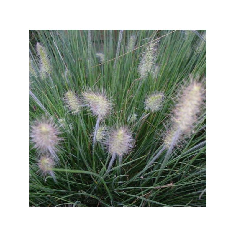 Pennisetum Little Bunny - 6 stuks