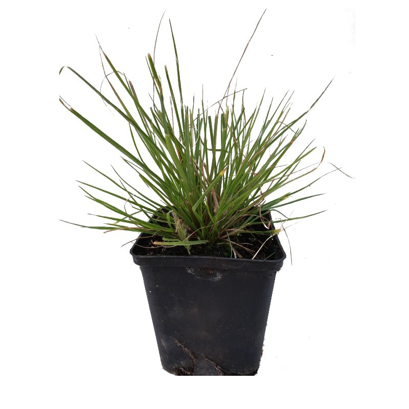 Pennisetum Little Bunny - 6 stuks