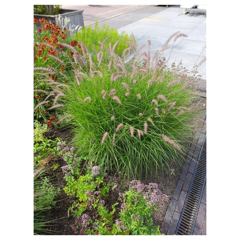 Pennisetum Karley Rose - 6 stuks