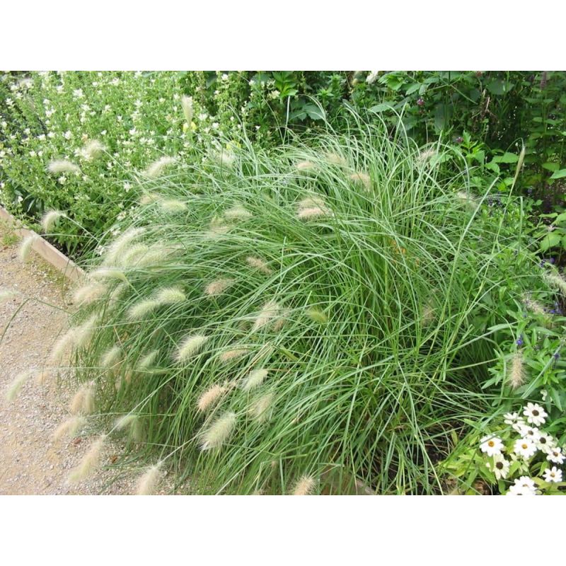 Pennisetum villosum - 6 stuks