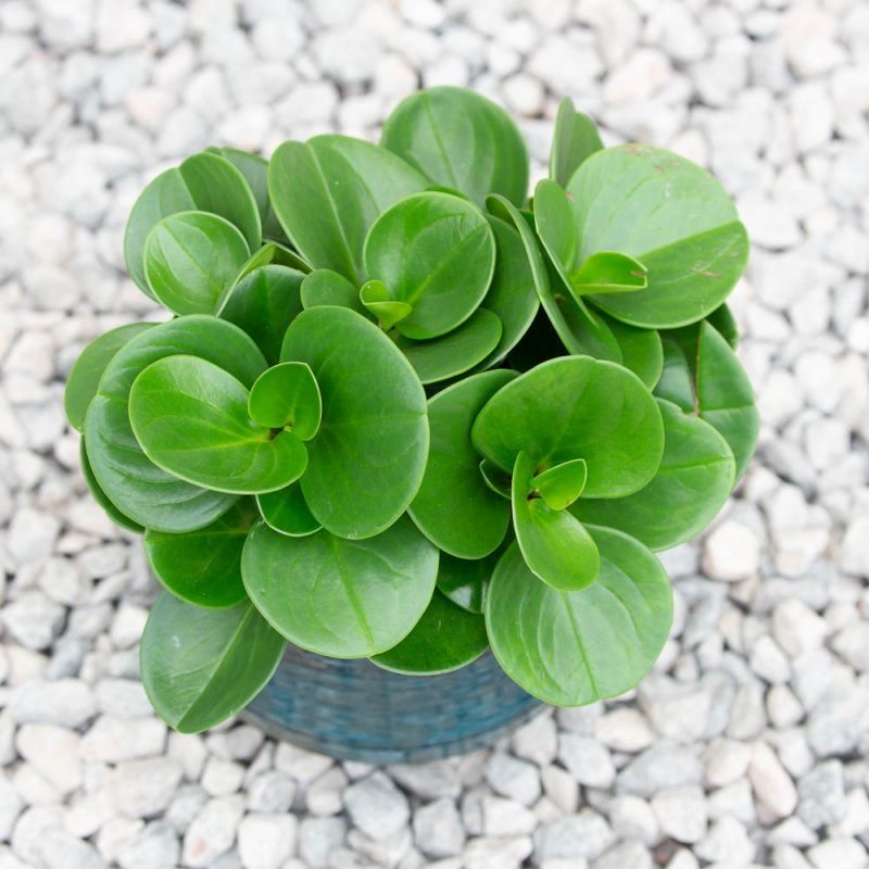 Peperomia Green Gold