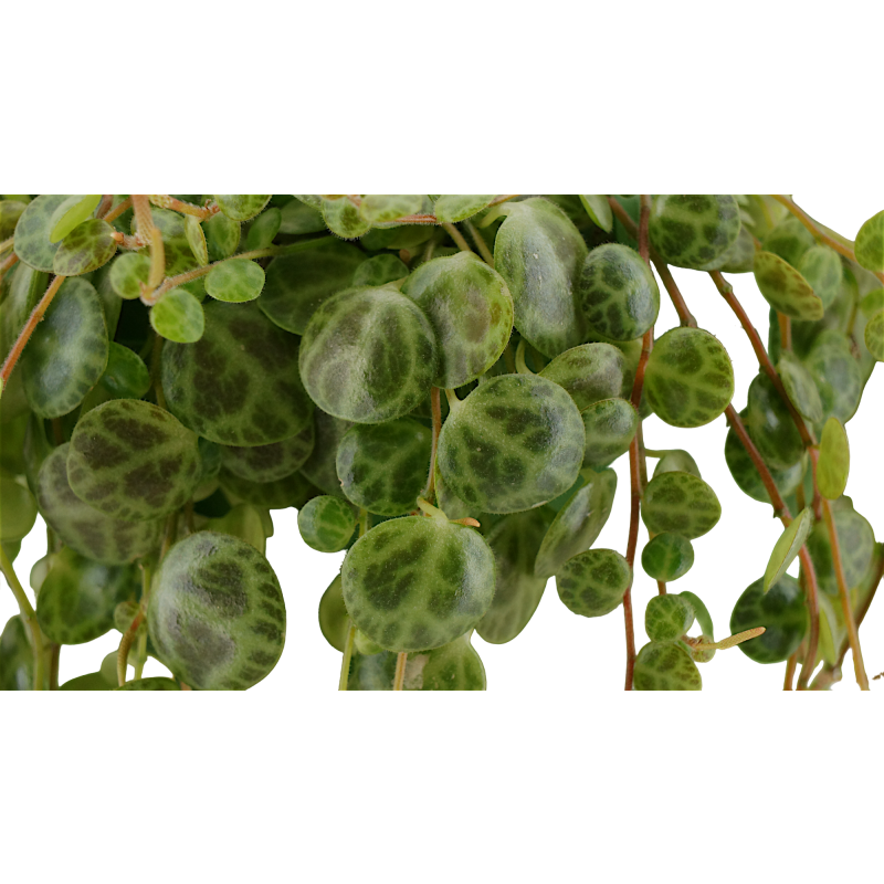 Peperomia prostrata