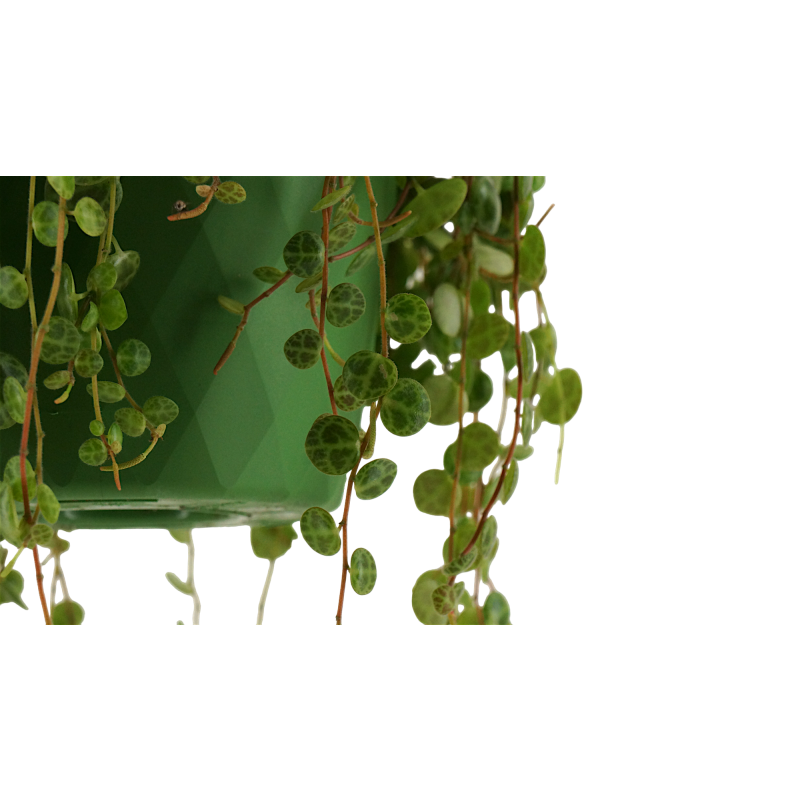 Peperomia prostrata