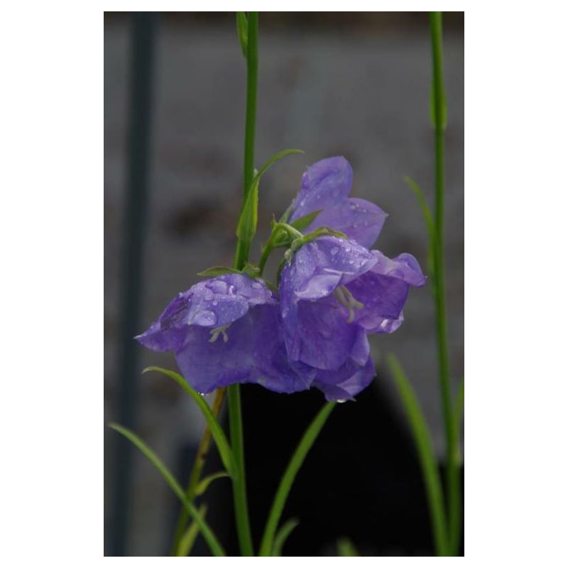 Campanula Courulea - 6 stuks