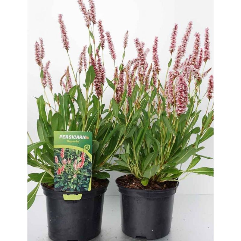 Persicaria Superba - 6 stuks