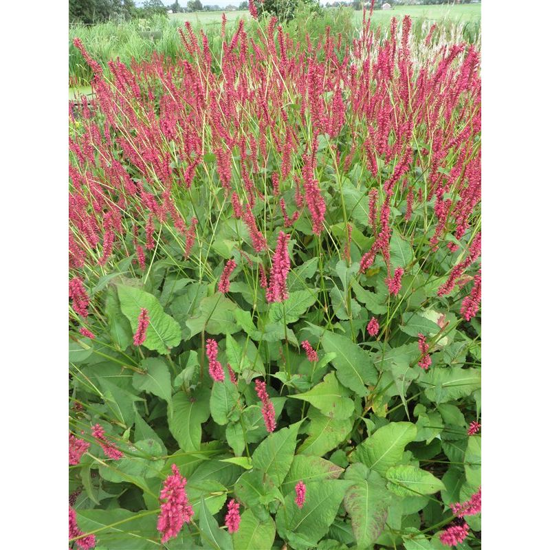 Persicaria Speciosa - 6 stuks