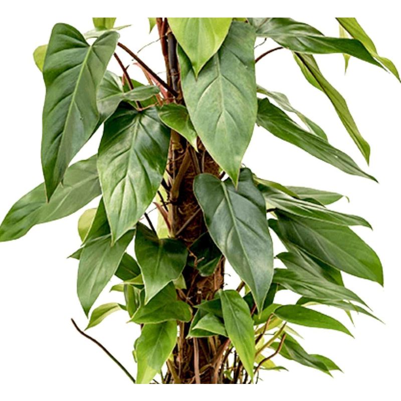 Philodendron Emerald mosstok