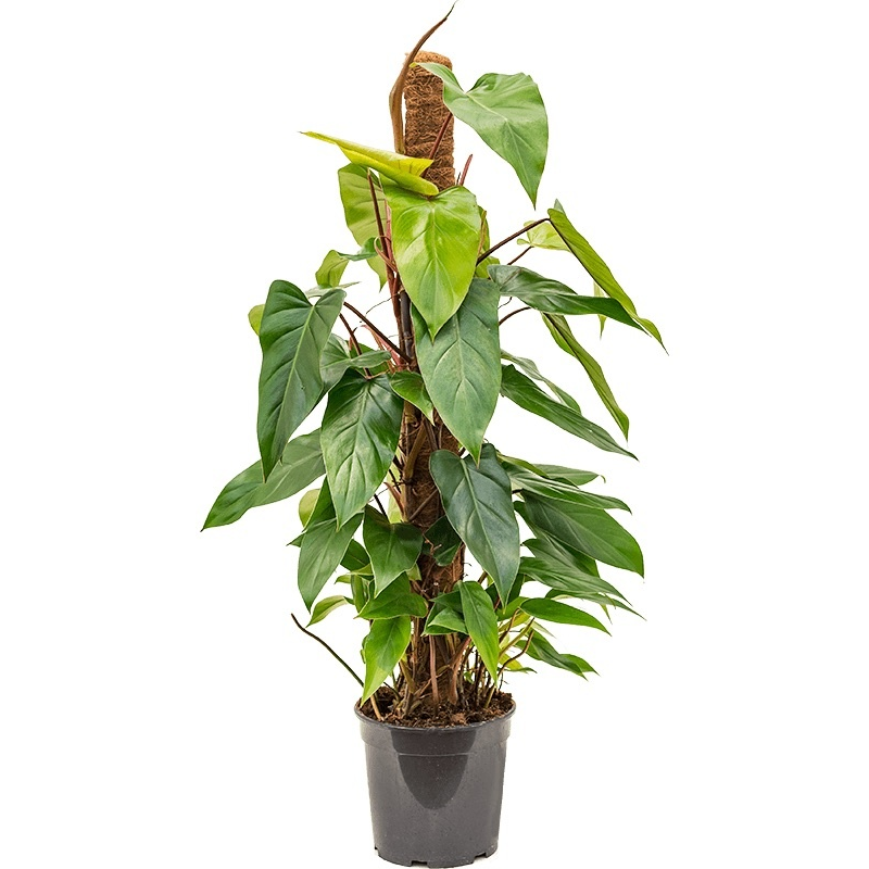 Philodendron Emerald mosstok