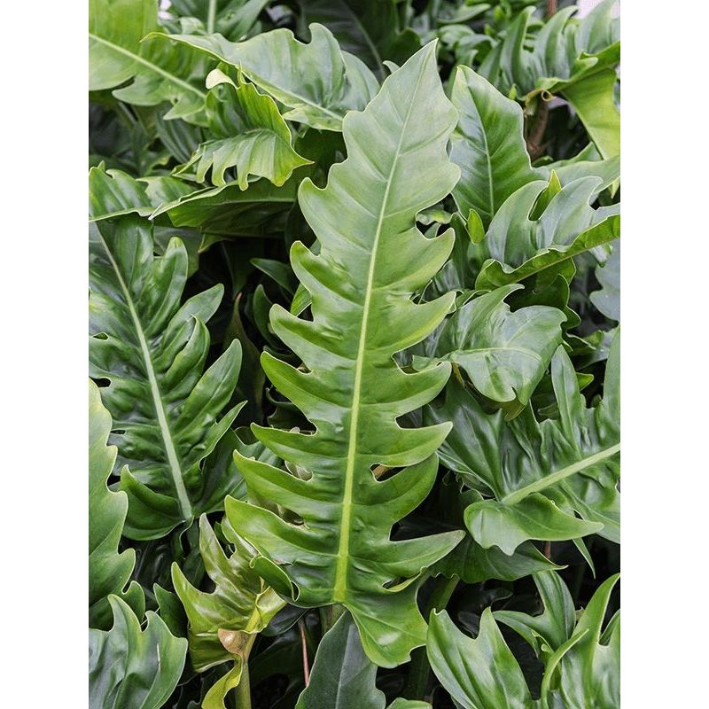 Philodendron Narrow