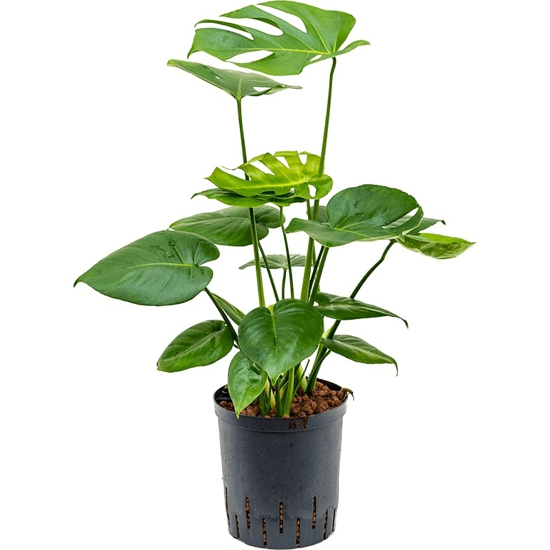 Philodendron Pertusem