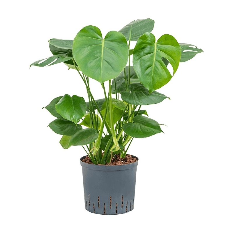 Philodendron Pertusem