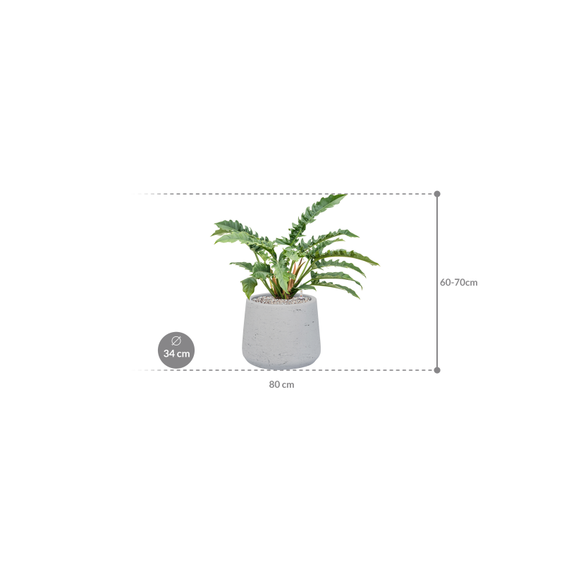 Philodendron Narrow in Rugged Patt Wit