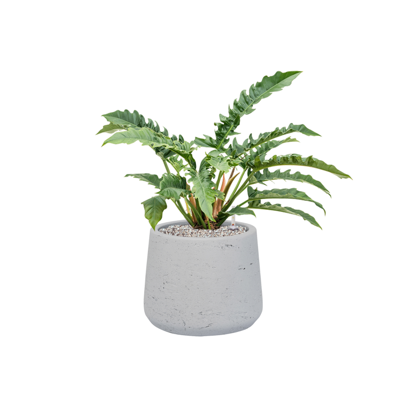 Philodendron Narrow in Rugged Patt Wit