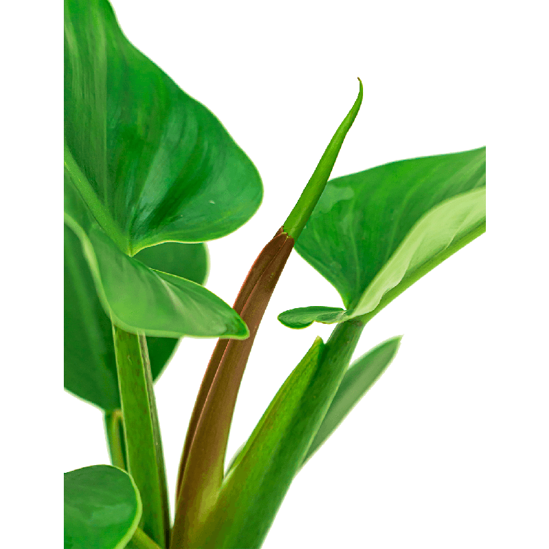 Philodendron Imperial Green