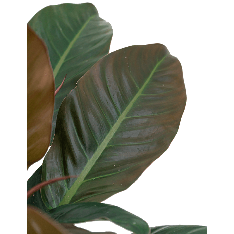 Philodendron Imperial Red in Runner rond antraciet