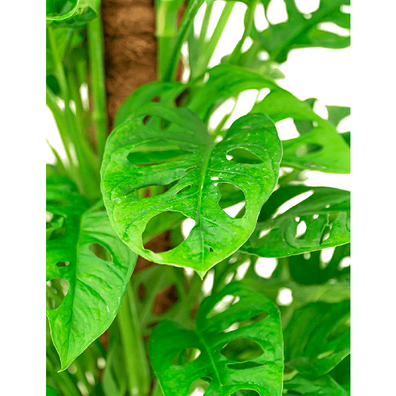 Monstera Adansonii mosstok