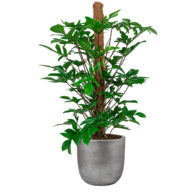 Philodendron Pedatum in Lux Retro Egg zilver