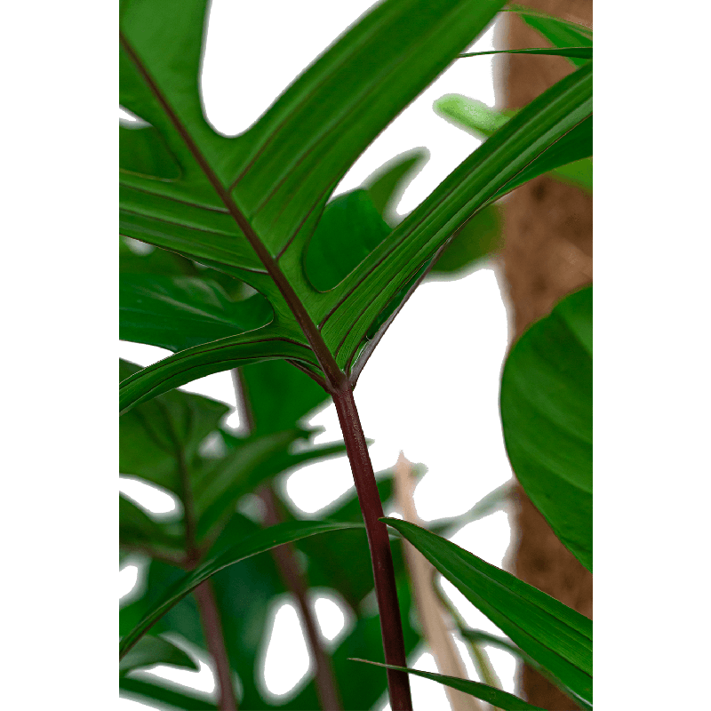 Philodendron Pedatum in Lux Retro Egg goud