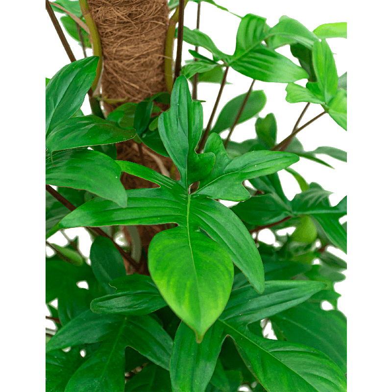 Philodendron Pedatum