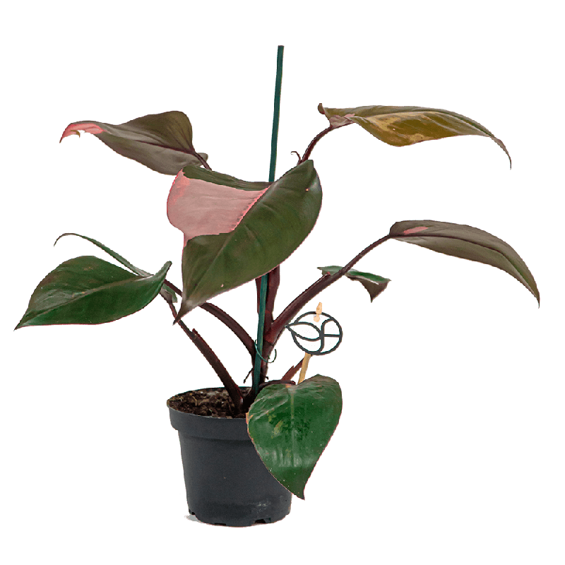 Philodendron Pink Princess