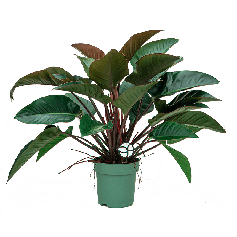 Philodendron Red Beauty