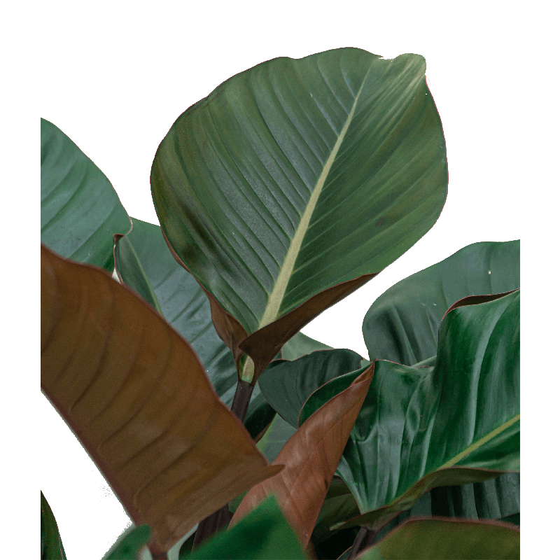 Philodendron Red Beauty