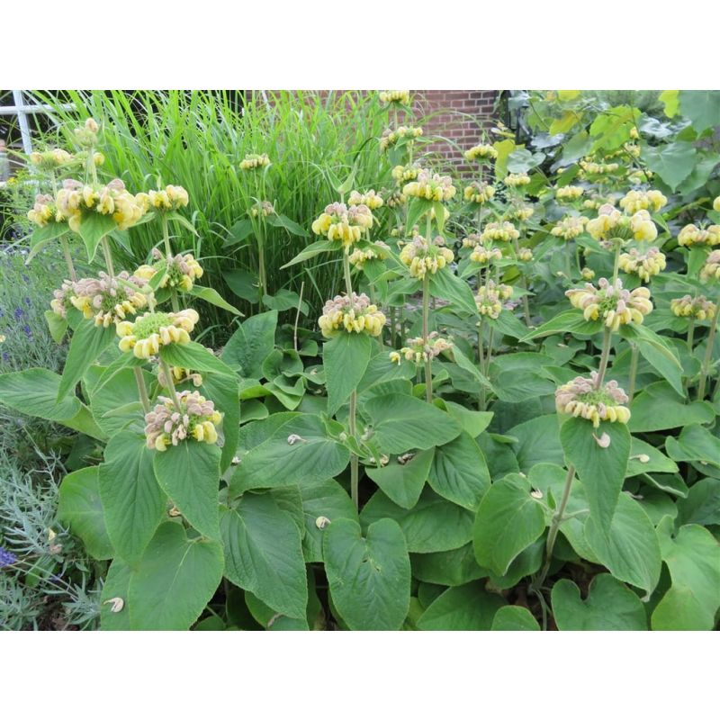 Phlomis russeliana - 6 stuks