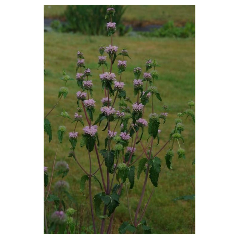 Phlomis tuberosa Amazone - 6 stuks