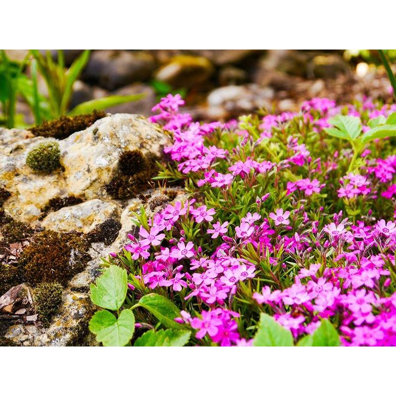 Phlox Atropurpurea - 6 stuks