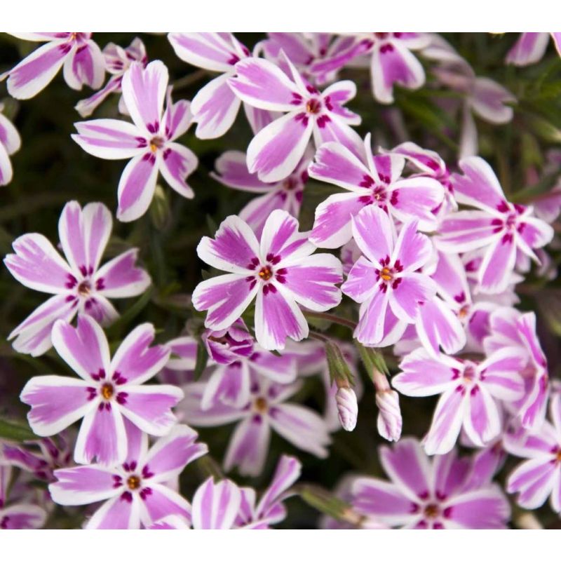 Phlox Candy Stripes - 6 stuks